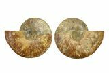 Cut & Polished, Crystal-Filled Ammonite Fossil - Madagascar #287977-1